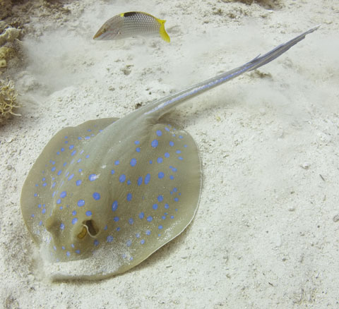 A Blue Spotted Ray on Ras Mohammed
